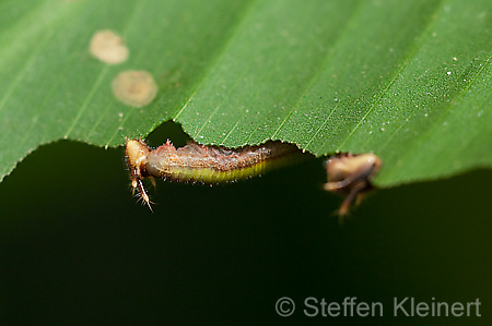 126 Bananenfalter - Caligo eurilochus